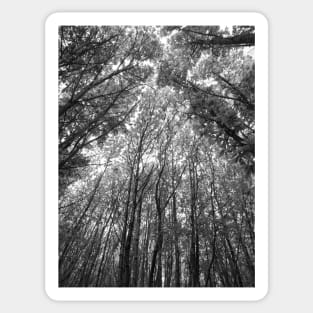 Tree tops black & white Sticker